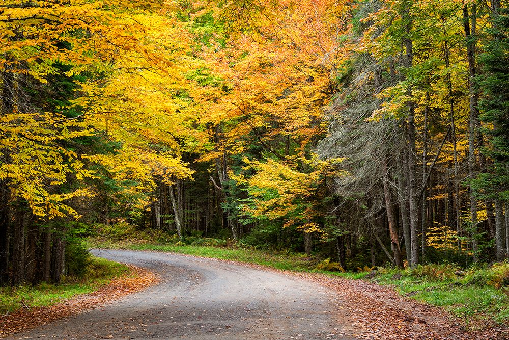USA-New York-Adirondacks Long Lake-foliage-covered road to Forked Lake art print by Ann Collins for $57.95 CAD